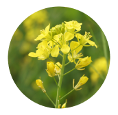 Camelina Oil