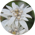 Leontopod-ium Alpinum