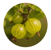 Amla