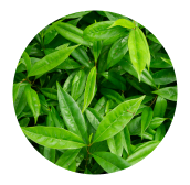 Green Tea Leaf