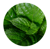 Bergamot Leaf