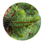 Japanese Red Pine Leaf