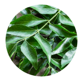 Curry Leaves