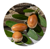 Argan Oil