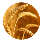 Wheat_Amino_Acids